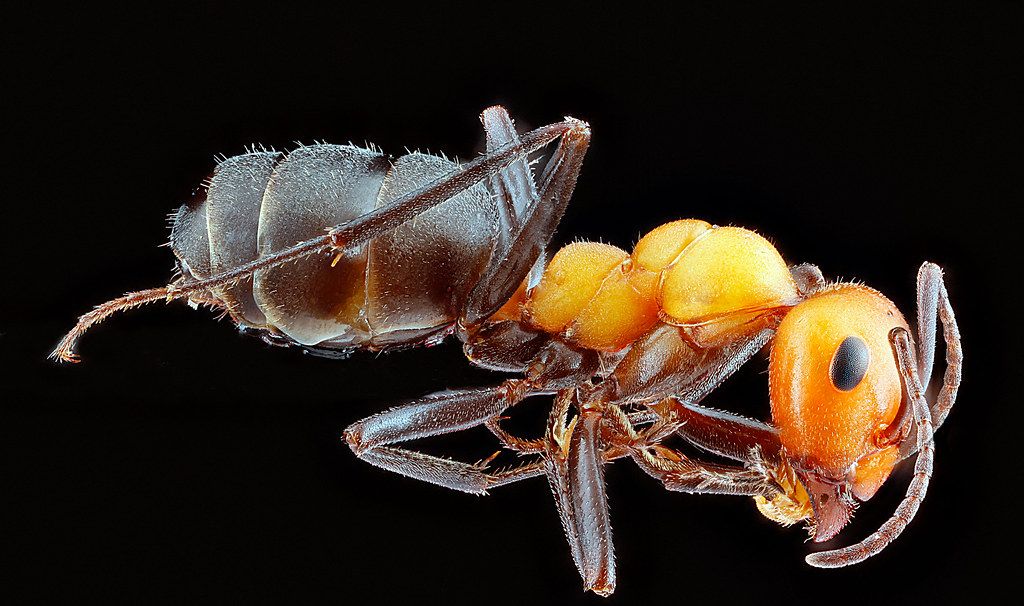 Ant Control service in Vallejo, CA