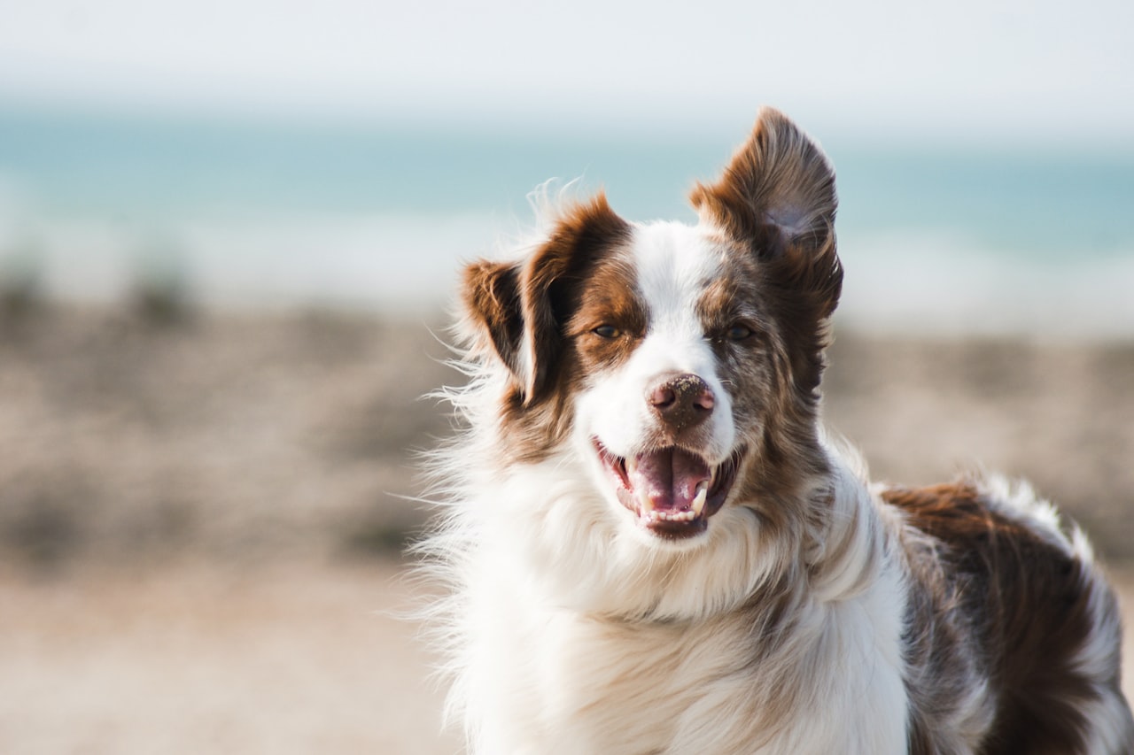 Flea & Tick Control service in Vallejo, CA