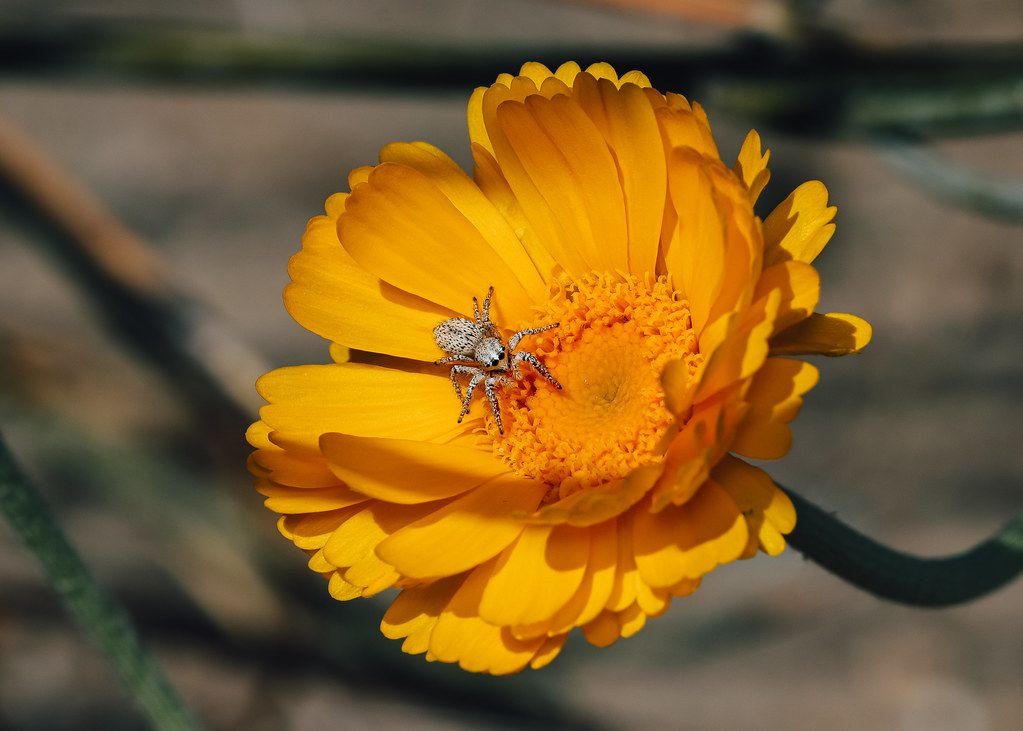 Spider Control service in Vallejo, CA